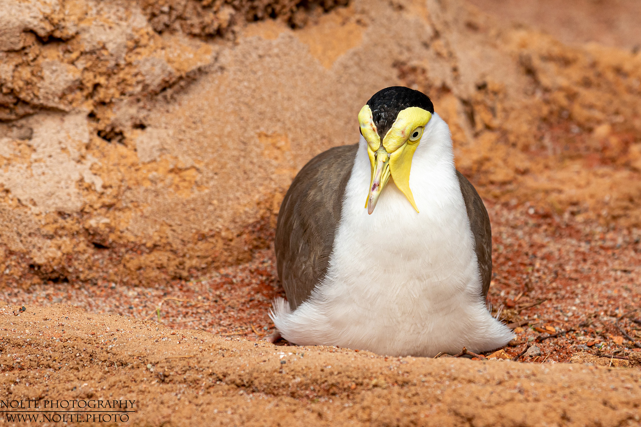 Vogel im Tierpark Marlow